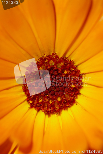 Image of Core of the orange flower