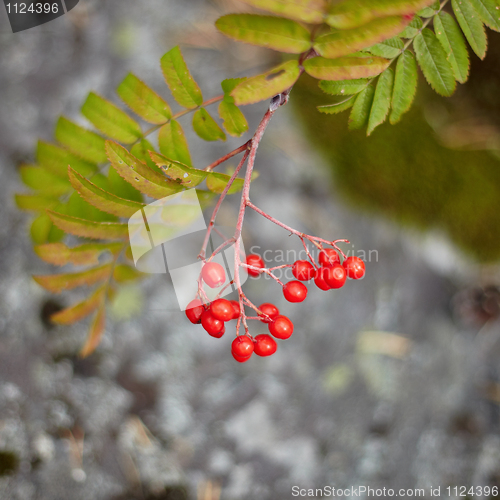 Image of Fruits of wild red mountain ash