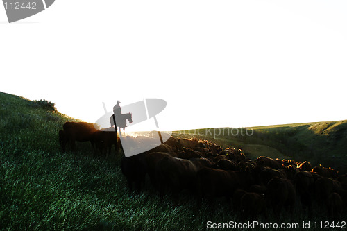 Image of Cattle Round Up