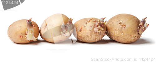 Image of Tubers of a potato with sprouts