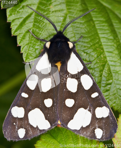Image of Butterfly on raspberry leaves - Arctia villica