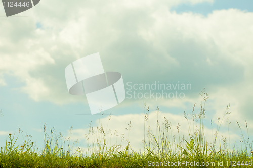 Image of Background - green grass on cloudy sky