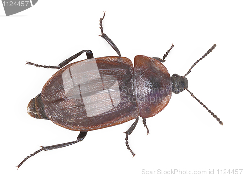 Image of Brown large bug isolated on white background