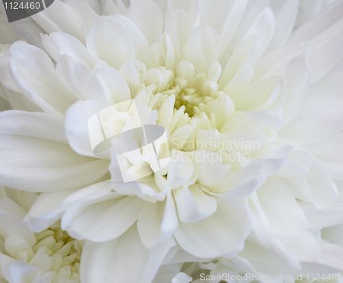 Image of White chrysanthemum - flower closeup