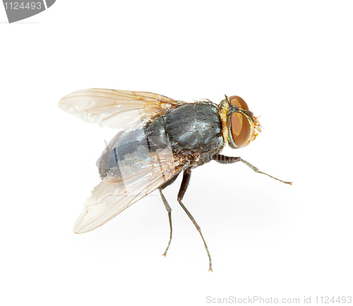 Image of Common fly - hotbed of infection, isolated