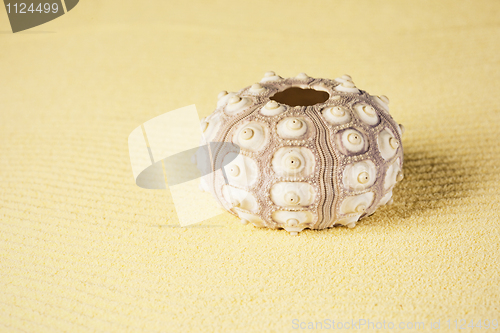 Image of Exoskeleton of sea urchin on sand
