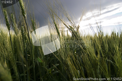 Image of Wheat Field