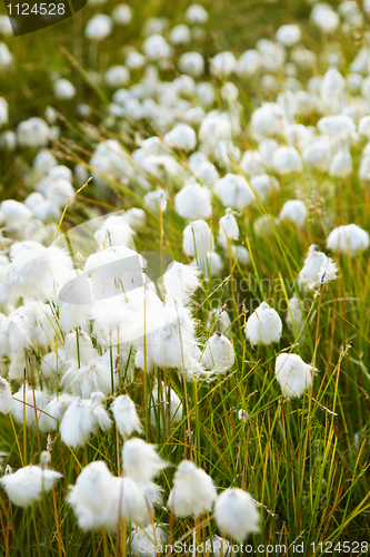 Image of Marsh vegetation - cotton grass
