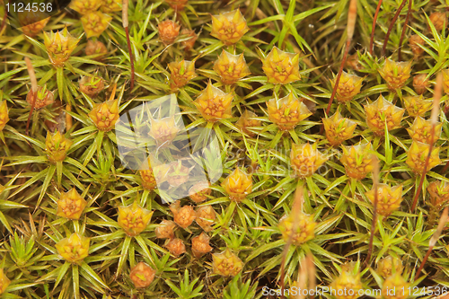 Image of Surface of bog in summer. Green moss.