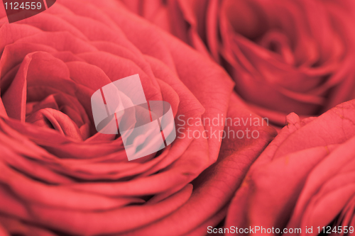 Image of Background - flowers red roses