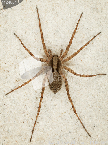 Image of Big brown spider on wall