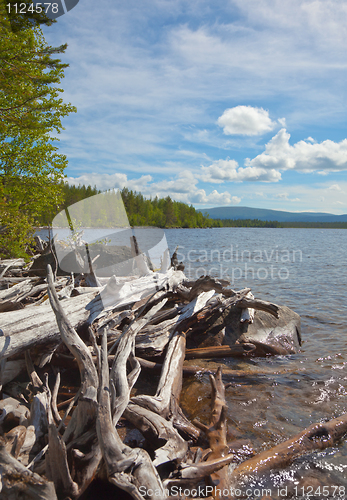 Image of Big heap of rotten wood on bank of lake
