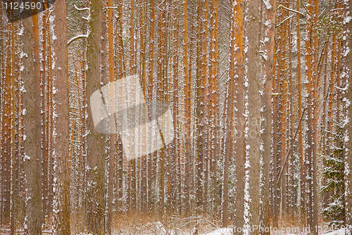 Image of Pine winter forest - trunks of trees