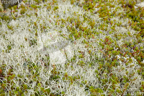 Image of Ground covered by moss and lichen - northern tundra