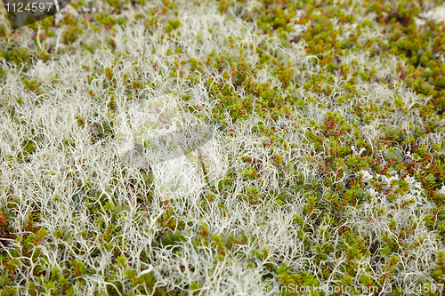 Image of Ground covered by moss and lichen - northern tundra