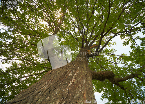 Image of Crown of an old oak