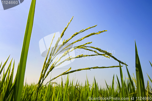 Image of Paddy Field