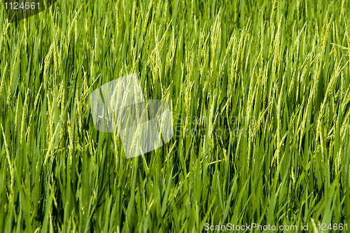 Image of Paddy Field