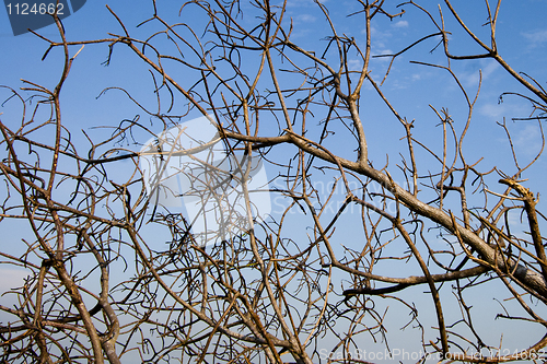 Image of Tree Branches