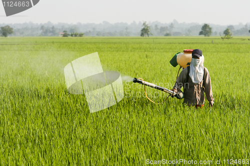 Image of Asia Paddy Field