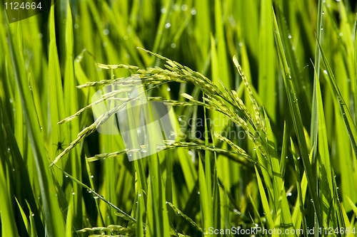 Image of Paddy Field