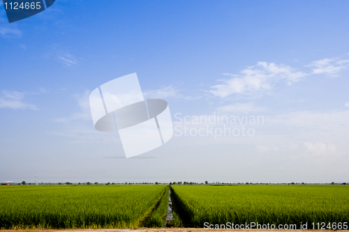 Image of Paddy Field