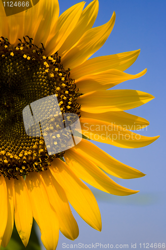 Image of Blooming Sunflower