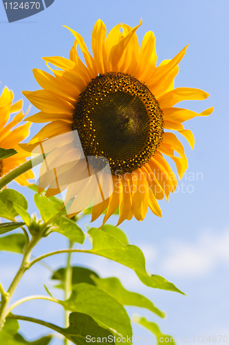 Image of Blooming Sunflower