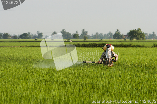 Image of Asia Paddy Field