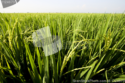 Image of Paddy Field