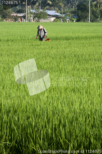 Image of Asia Paddy Field