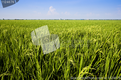 Image of Paddy Field