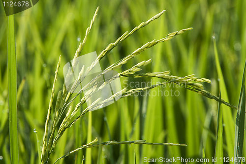 Image of Paddy Field