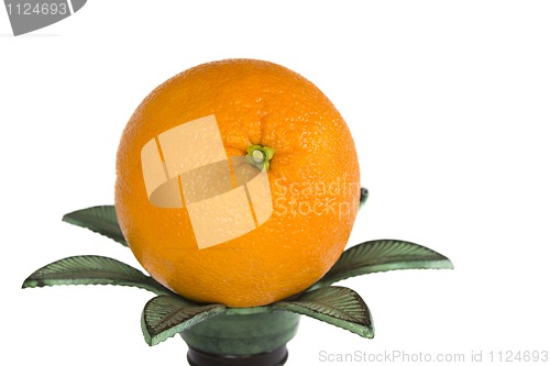 Image of Orange