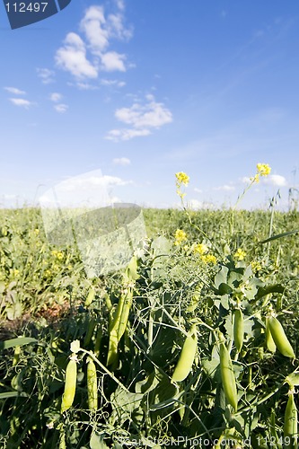 Image of Pea Field