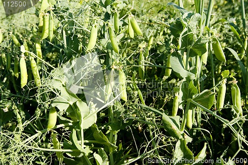 Image of Pea Field