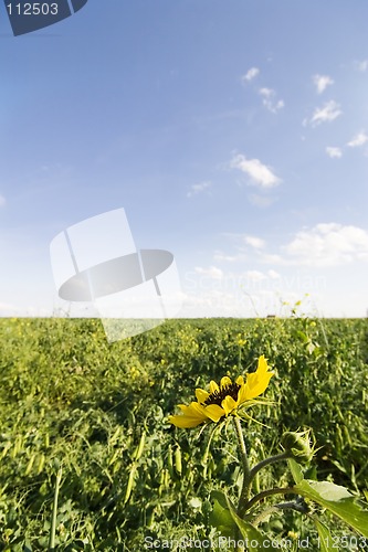 Image of Wild Sunflower