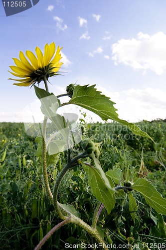 Image of Wild Sunflower