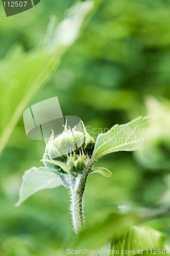 Image of Wild Sunflower