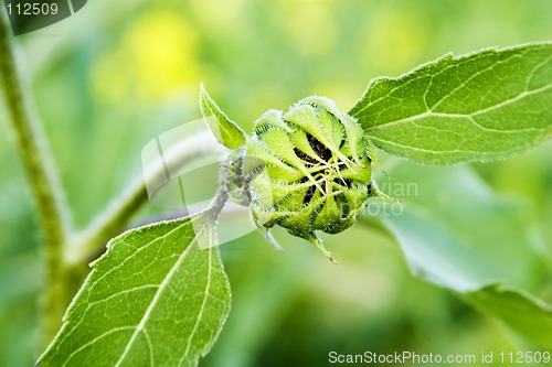 Image of Wild Sunflower