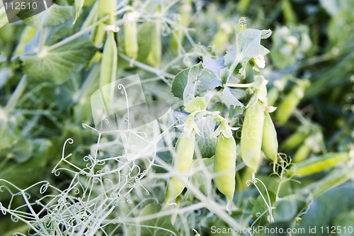 Image of Chickpea Plant