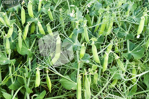 Image of Chickpea Plant