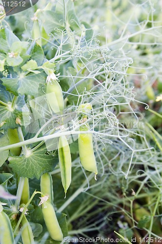 Image of Chickpea Plant