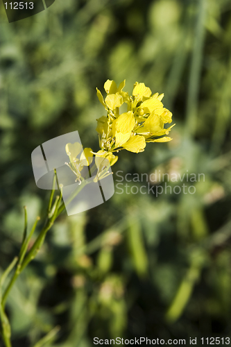 Image of Wild Mustard Plant