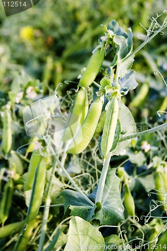 Image of Chickpea Plant