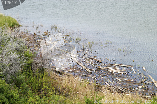 Image of Drift Wood