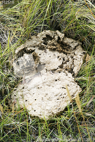 Image of Cow Pie Detail