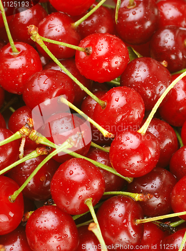 Image of bunch of fresh cherries