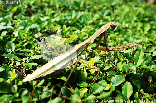 Image of Mantis