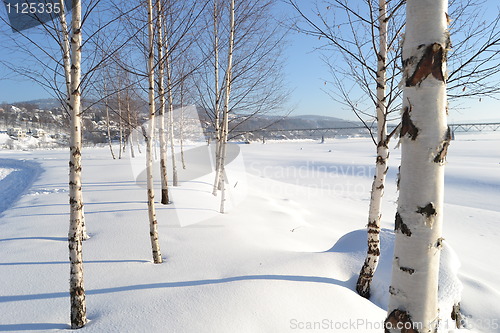 Image of Trees by the lake